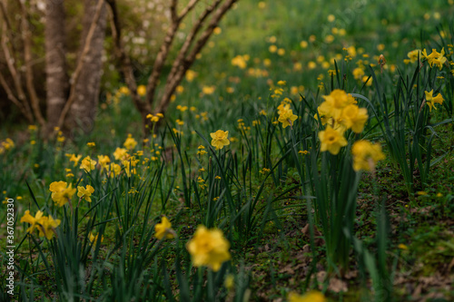 Field of Yellow Flowers