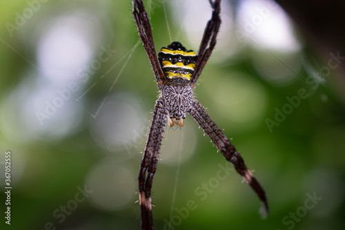 St Andrew's cross spider on a web
