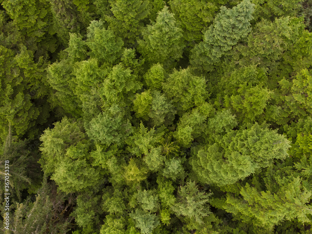 Green conifers in the forest, top view, texture