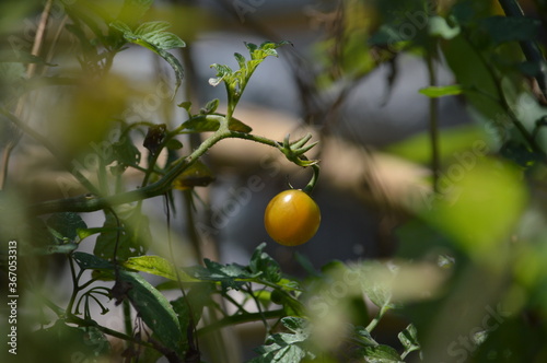 tomatoes on the tree