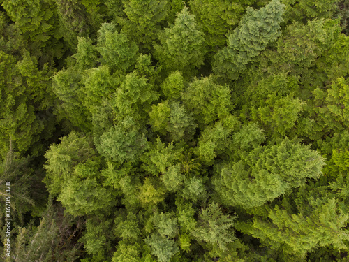 Green conifers in the forest  top view  texture