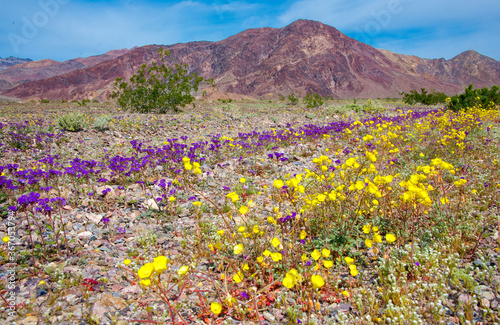 field of yellow and purple wildflowers in Death Valley National Park