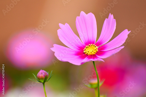 pink cosmos flower © Nurul Faridah