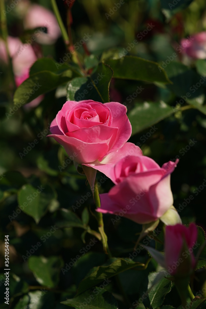 Light Pink Flower of Rose 'Love Me Tender' in Full Bloom
Light Pink Flower of Rose 'Love Me Tender' in Full Bloom