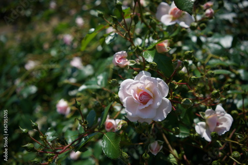 Light Pink Flower of Rose  Lovely Meilland  in Full Bloom 