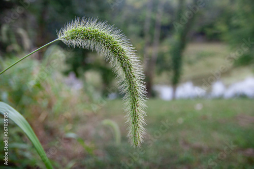 Foxtail grass in the summer