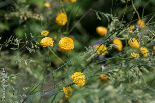 Macro shot of yellow flowers
