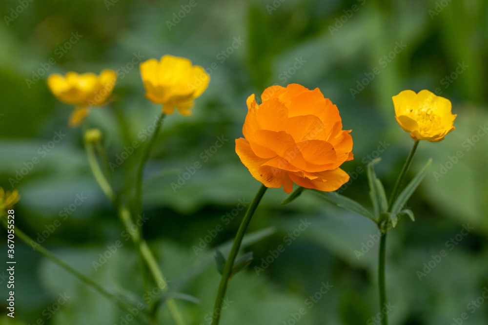 Trollius altaicus is an ornamental plant of the family Ranunculaceae, which is native of Asia and Europe, selective focus, copy space Trollius altaicus is an ornamental plant of the family Ranunculaceae, which is native of Asia and Europe, selective focus, copy space