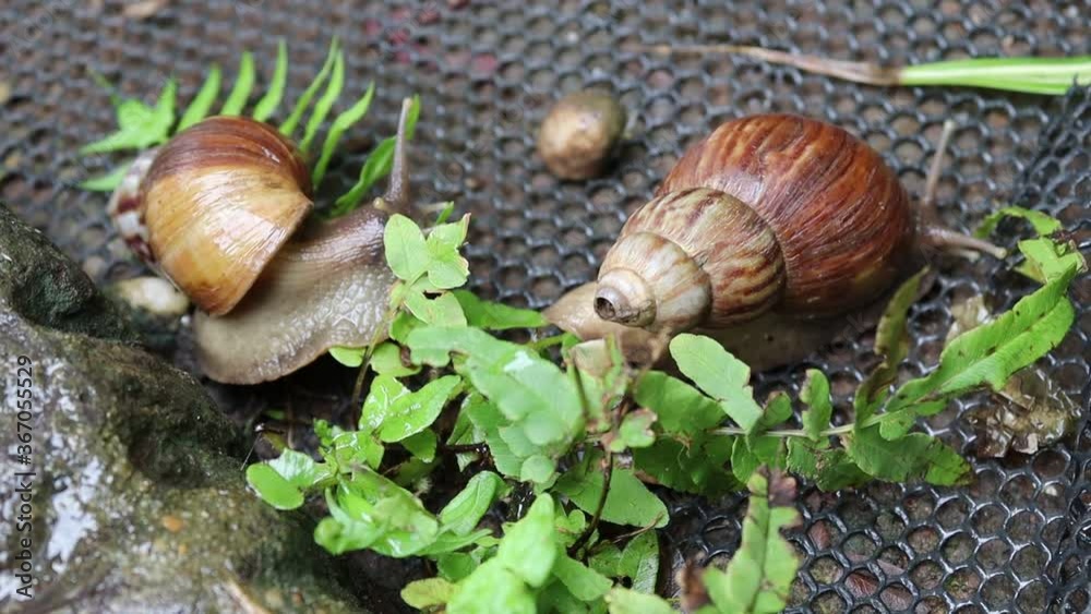 Two snails walking together on plastic mesh and ground floor closeup in the garden. Two snails walking together on plastic mesh and ground floor closeup in the garden.
