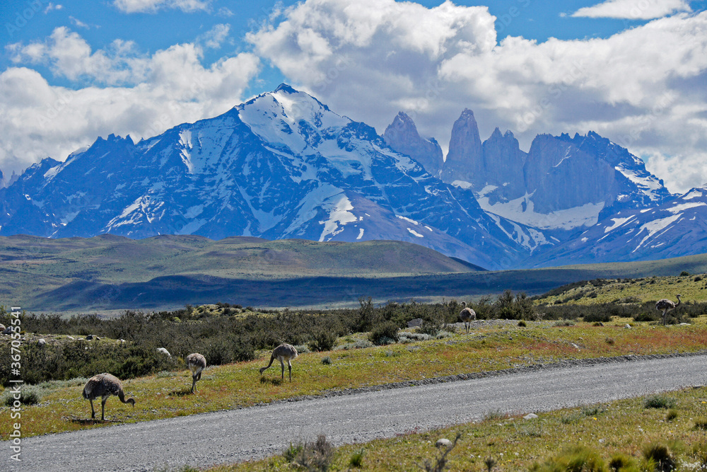 Ñandus (Darwin's or lesser rheas) in front of the Paine Massif and Los Torres, Torres del Paine National Park, Patagonia, Chile