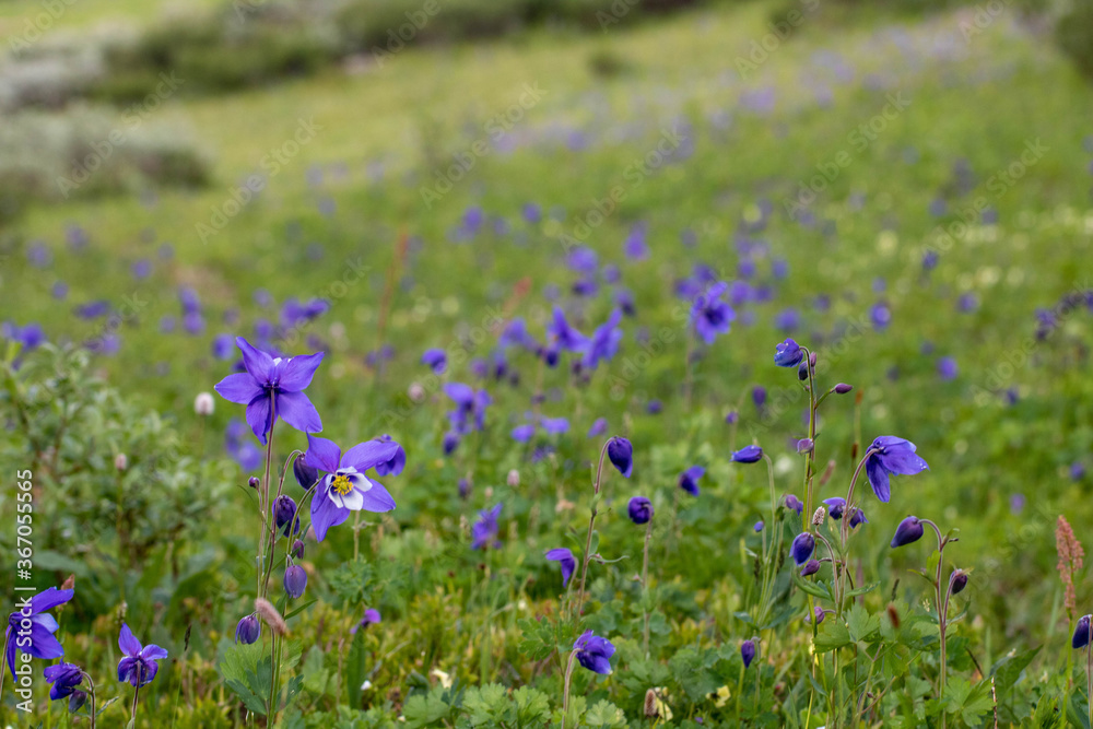 Obraz premium Picturesque summer landscape of blooming alpine meadow with blue aquilegia in Altai mountains, Russia, selective focus