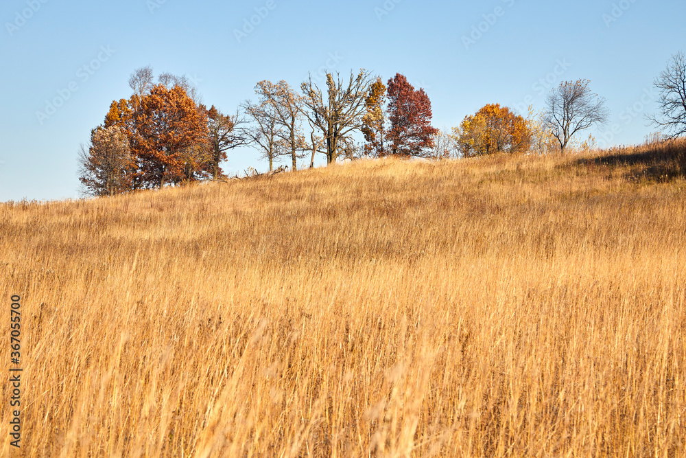 Golden field on a pretty fall day with trees turning colors at the top of a big hill Golden field on a pretty fall day with trees turning colors at the top of a big hill