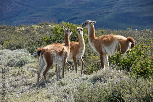 Guanacos in Torres del Paine National Park, Patagonia, Chile © Michele Burgess