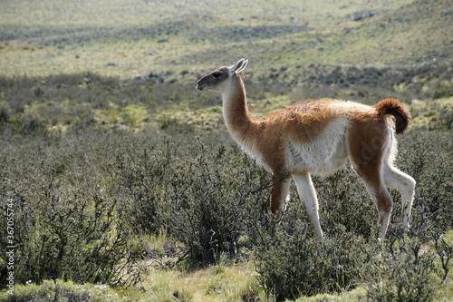 Guanaco in Torres del Paine National Park  Patagonia  Chile