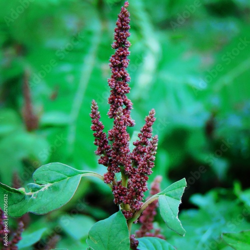 Nature Village followers and  magun folwers photo