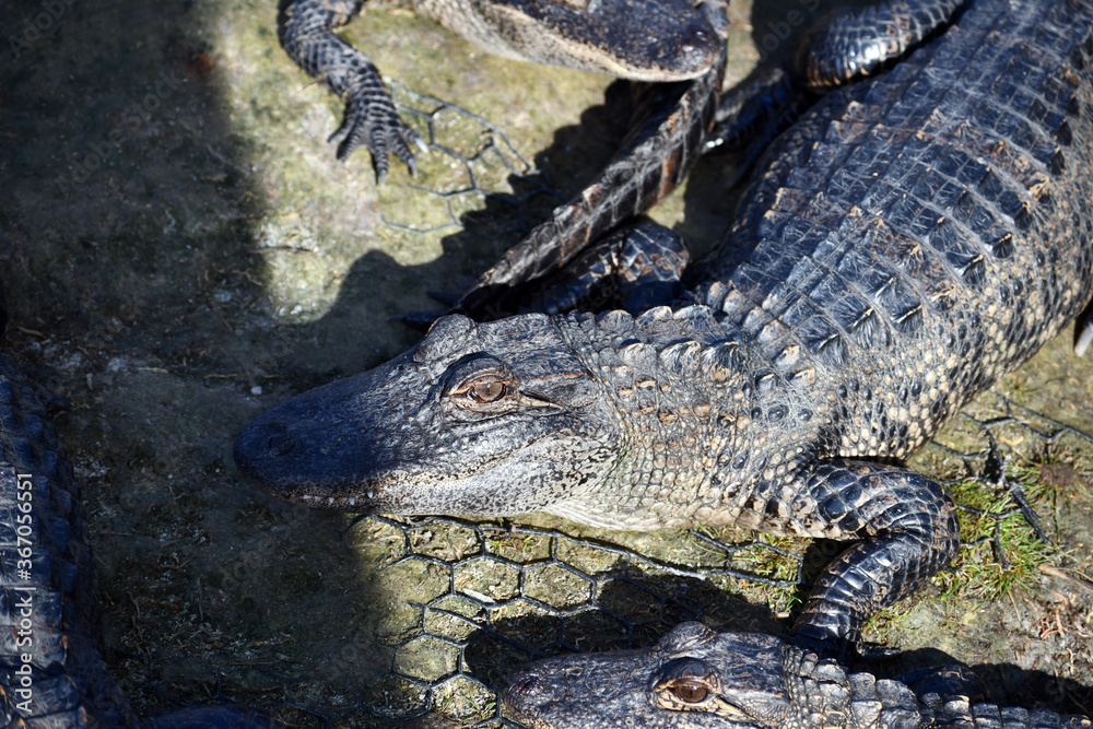 Obraz premium Duży aligator obok małego