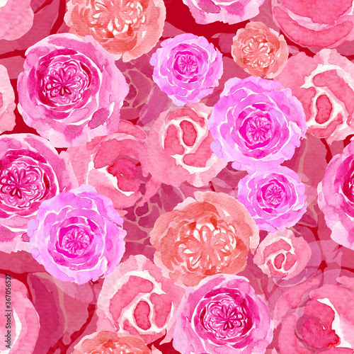 Watercolor pink peach red english rose, rose splash botanical blossom wedding ceremony backdrop background