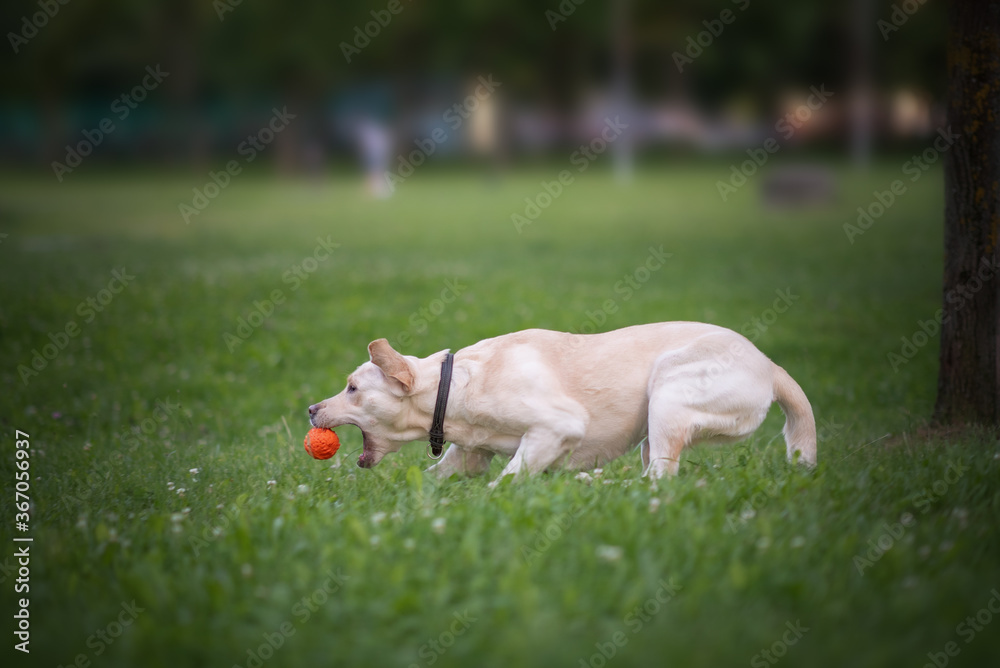 A young labrador runs in the park for a ball. Close-up photographed. A young labrador runs in the park for a ball. Close-up photographed.