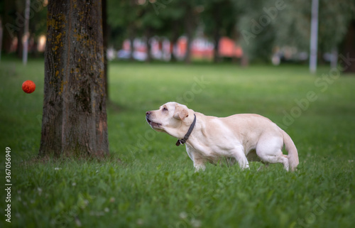 A young labrador runs in the park for a ball. Close-up photographed.