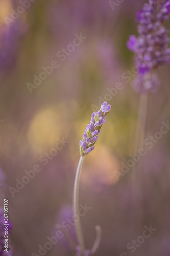 lavender starting to bloom 