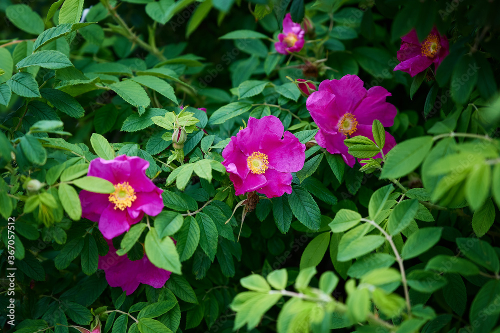 close-up of wild rose bush with large purple flowers and bright green leafs close-up of wild rose bush with large purple flowers and bright green leafs