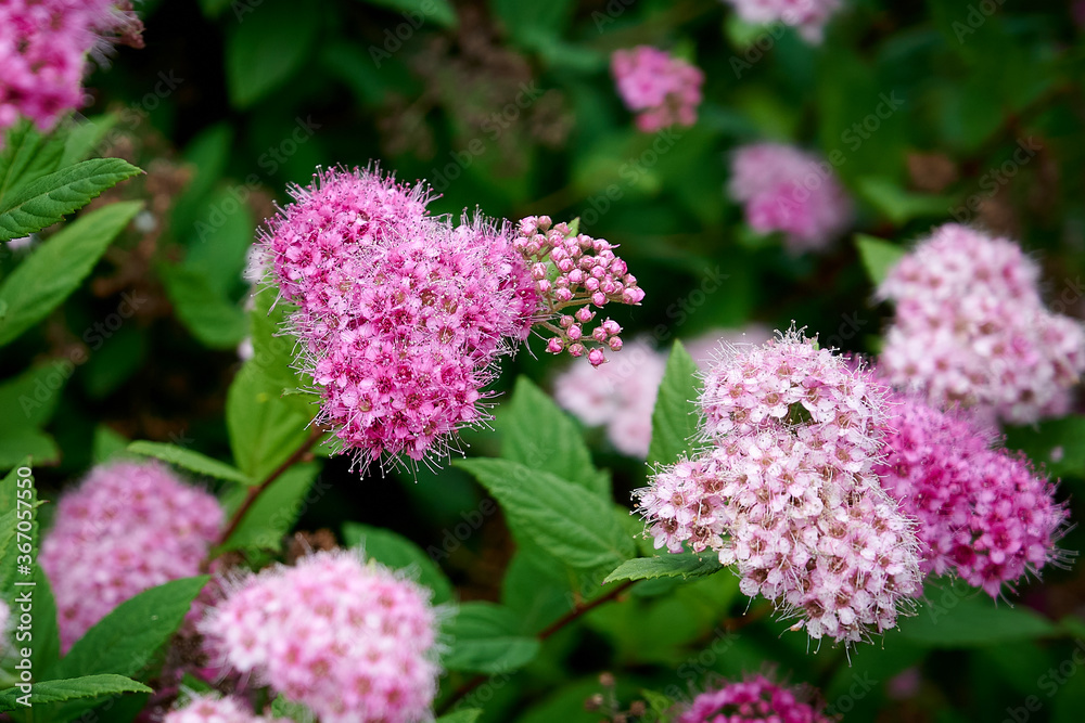 Obraz premium Close up of Spring Flowering Spireas (Spiraea betulifolia). Spiraea japonica with pink bloom. Pink blooming Shrub.