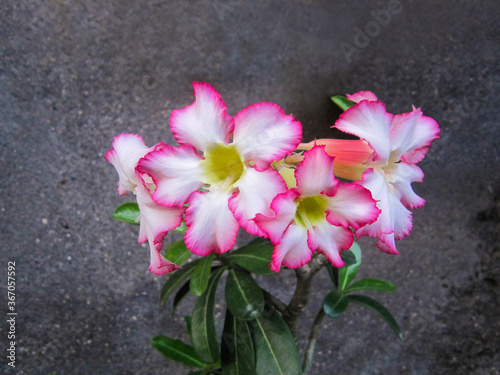 Desert Rose Tropical flower  Also called Impala Lily  Mock Azalea  Adenium .