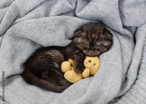 A small dark tabby kitten lies and sleeps on a gray knitted scarf hugging a small teddy bear