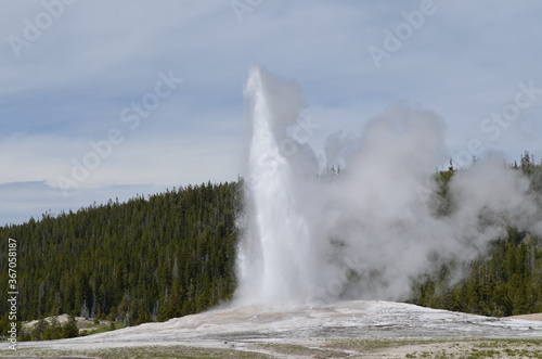 Late Spring in Yellowstone National Park: Old Faithful Geyser Erupts in the Upper Geyser Basin