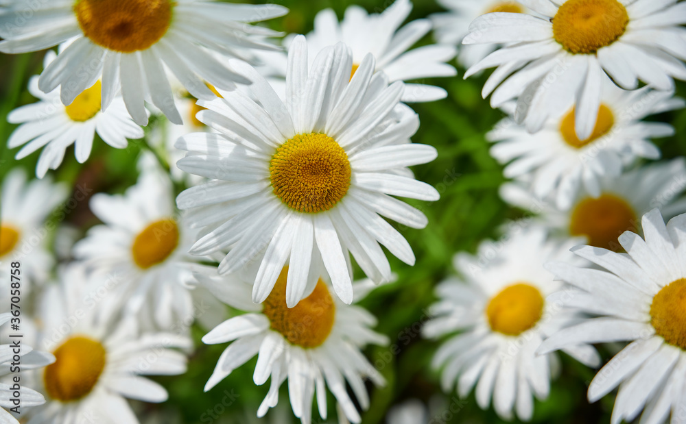 Obraz premium Flowering of white daisies (Oxeye daisy, Leucanthemum vulgare). white floral background. selective focus. Tender romantic floral background.