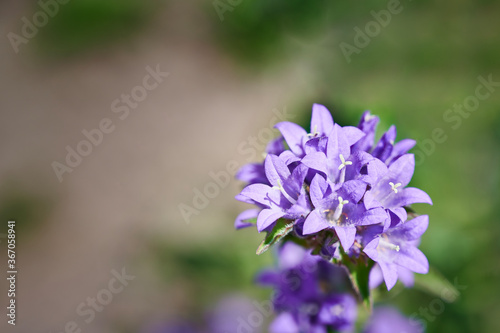 Macro of violet flower of clustered bellflower  Campanula glomerata  Dane s blood . Delicate purple flowers on a blurred green background. Plants of the family Campanulaceae.