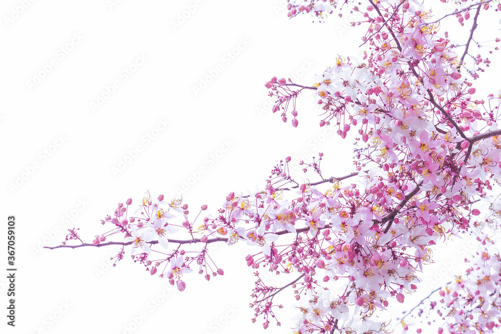 Wild Himalayan Cherry Prunus cerasoides blooming on white background Wild Himalayan Cherry Prunus cerasoides blooming on white background