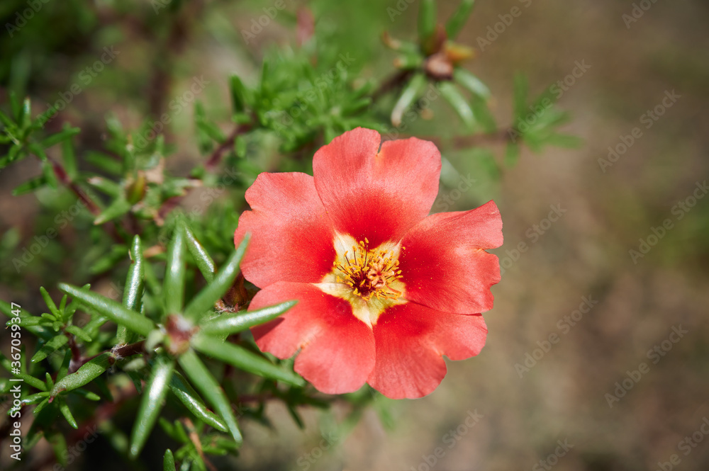 Red flower of Moss Rose (Portulaca grandiflora) on blurred background. Garden floral background. Selective focus, top up view Red flower of Moss Rose (Portulaca grandiflora) on blurred background. Garden floral background. Selective focus, top up view