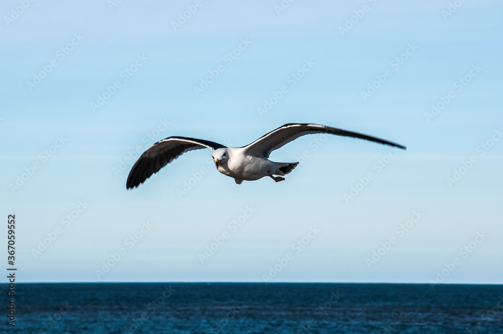 seagull, larus atlanticus, in the sky seagull, larus atlanticus, in the sky