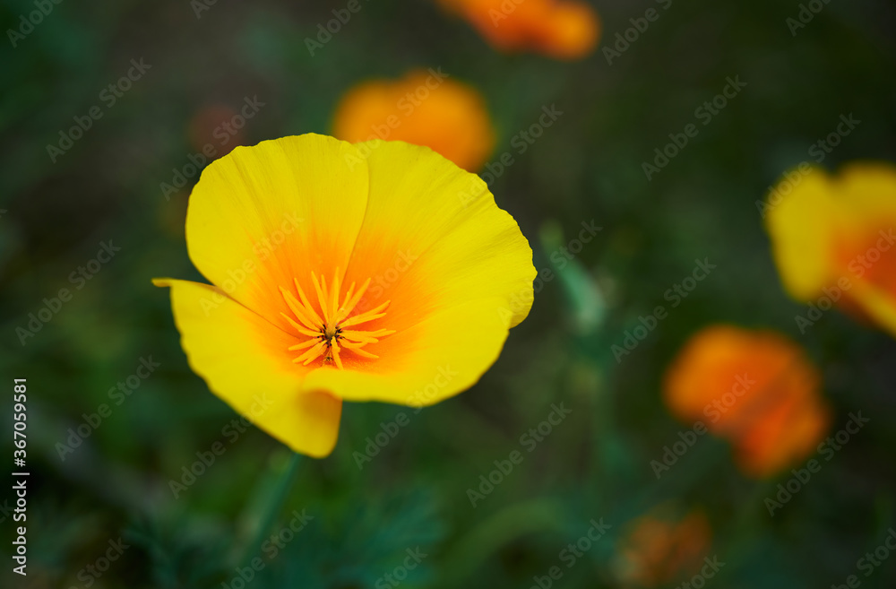 Bright yellow flowers of Eschscholzia californica (California poppy, golden poppy, California sunlight, cup of gold) on dark green blurred background Bright yellow flowers of Eschscholzia californica (California poppy, golden poppy, California sunlight, cup of gold) on dark green blurred background