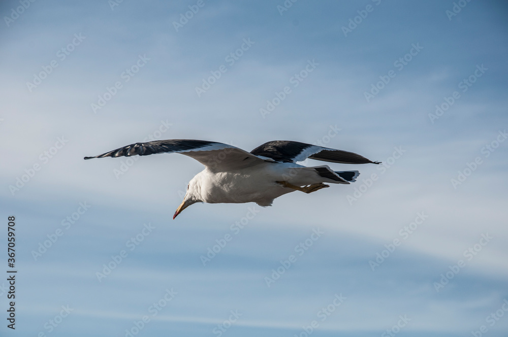 Seagull, Larus Atlanticus, on blue sky Seagull, Larus Atlanticus, on blue sky
