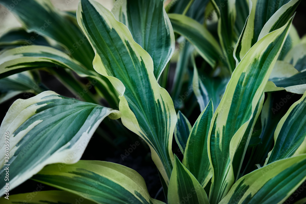 Obraz premium green and yellow hosta leaves, large striped leaves (hostas, plantain lilies, giboshi). Green natural background