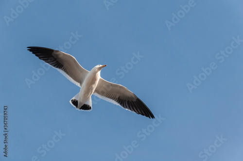 Seagull  Larus Atlanticus  flying in the sky