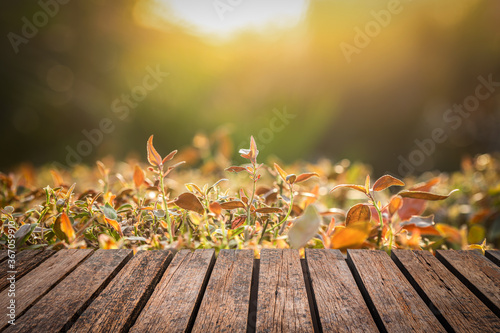 Old wooden table Brown grunge placed separately and sunset in spring time background For home decoration and garden work