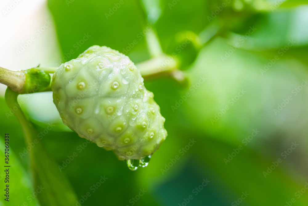 the fruit of the morinda citrifolia(noni) plant in the garden is Agricultural products the fruit of the morinda citrifolia(noni) plant in the garden is Agricultural products