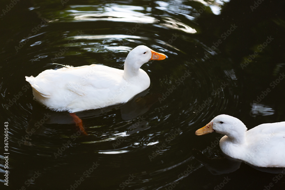two white ducks close up in dark water with reflections.