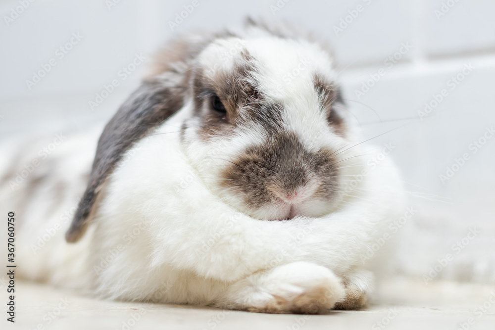 Lovely bunny rabbit easter white and brown on lying on the floor. with beautiful.Animal concept. Lovely bunny rabbit easter white and brown on lying on the floor. with beautiful.Animal concept.
