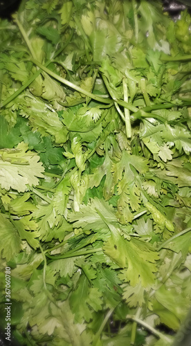 Wallpaper Mural Coriander leaf Torontodigital.ca