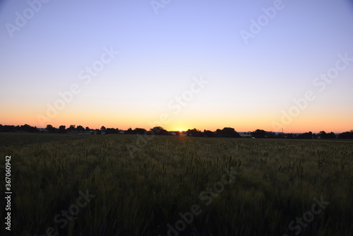 Sunrise, the redness of the sun, the wheat fields, the beautiful view of the sunrise