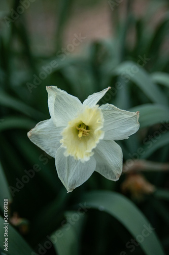 Dark daffodil flower with green leaves