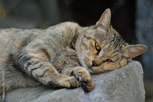 Fototapeta Naklejka Na Ścianę i Meble -  天草の野良猫