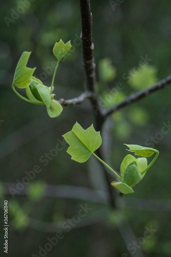 Poplar/Tulip Tree spring leaves