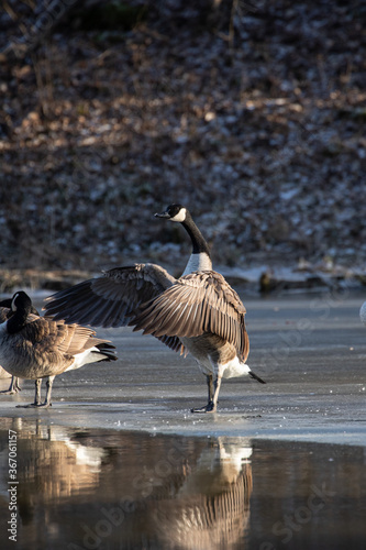 Canada Goose in winter morning sun
