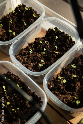 Spring seedlings from seed in soil