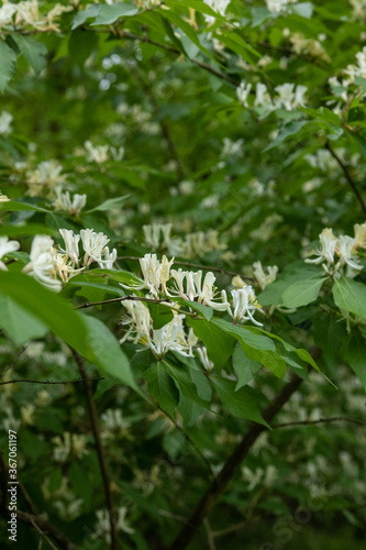 Honeysuckle in the summer with green foliage